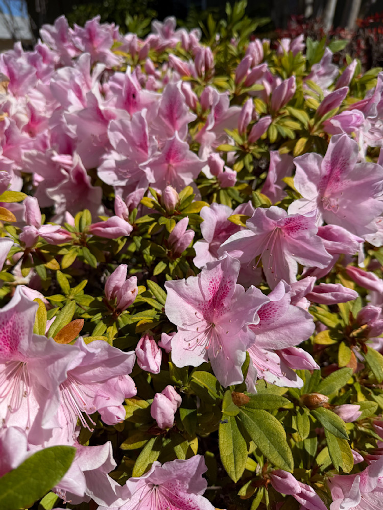 Spring Pink Photography Art | Felton Fotography