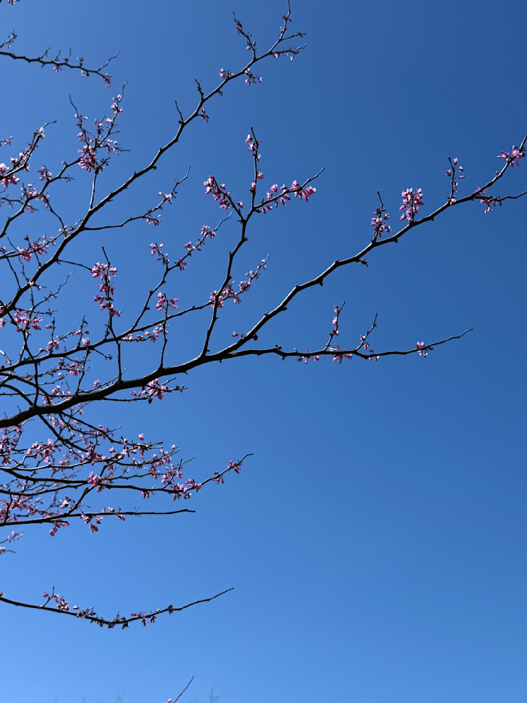 Cheery Blossoms Photography Art | Felton Fotography