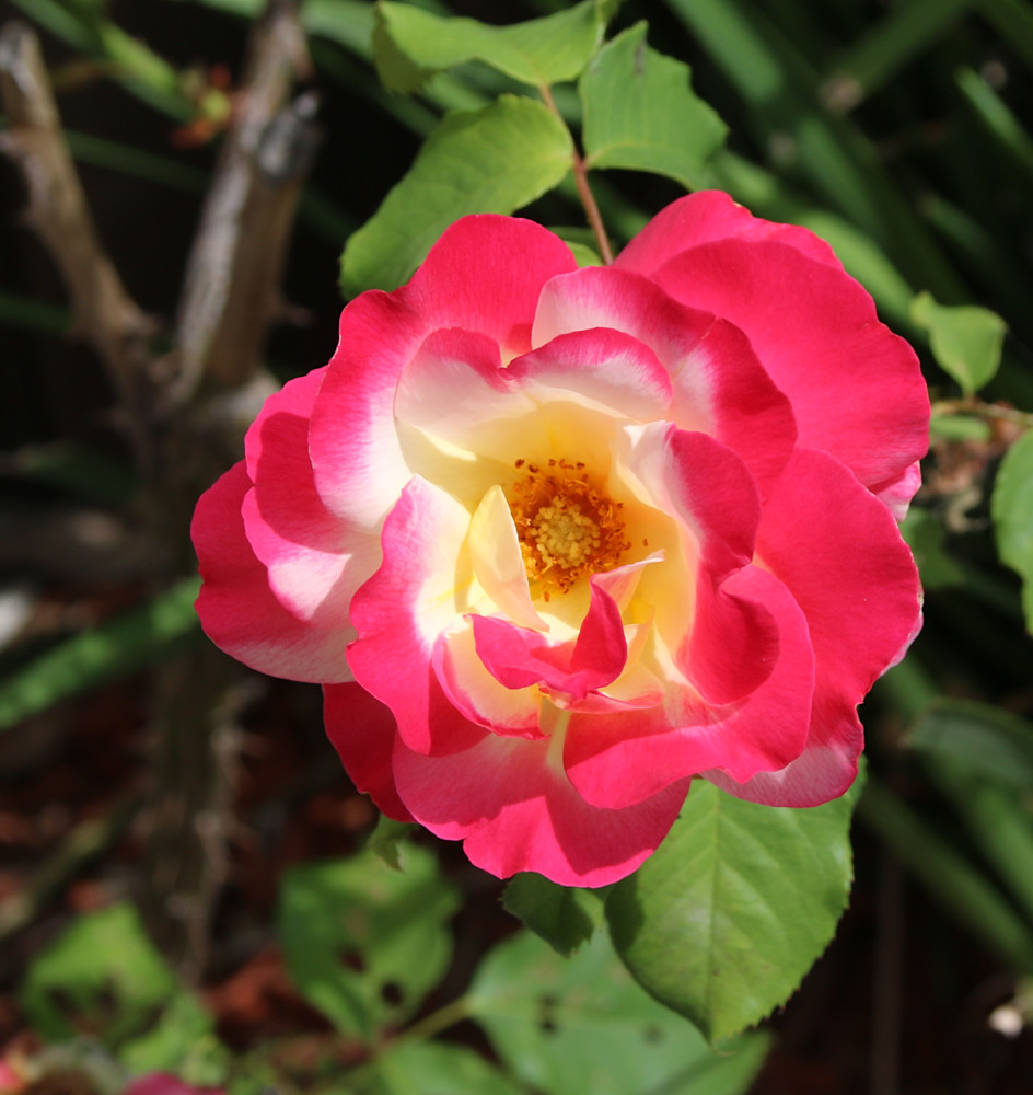 Blended Bloom Photography Art | Felton Fotography