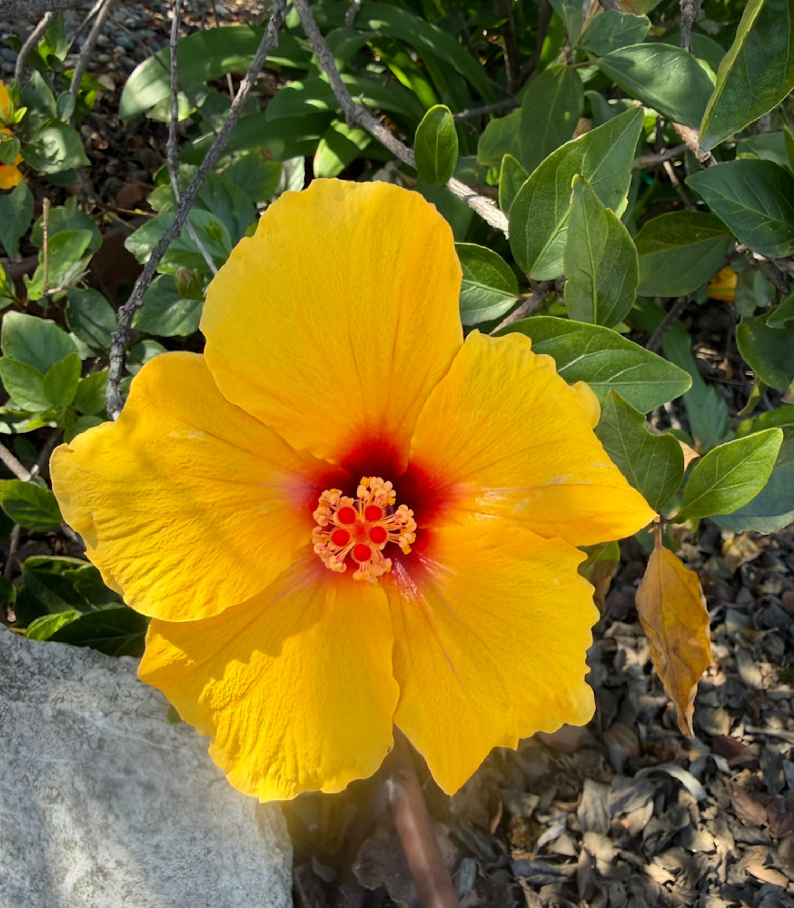 Sunny Red Bloom Photography Art | Felton Fotography