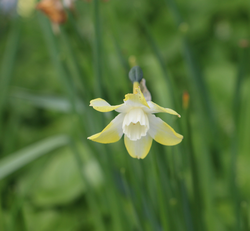 Gentle Bloom Photography Art | Felton Fotography