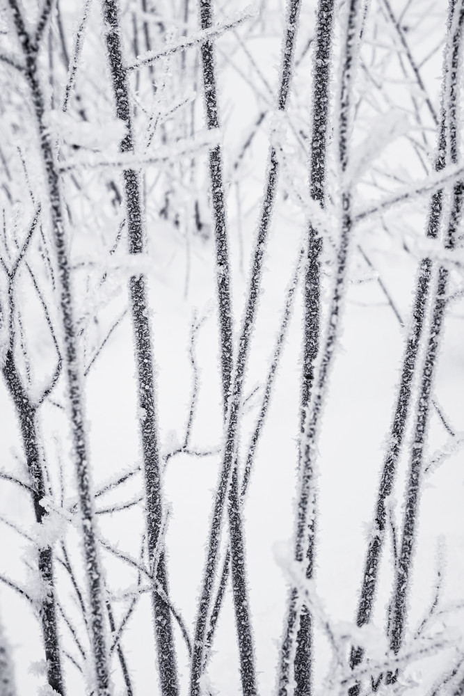 art photography for sale buy artwork online prints for sale winter vegetation covered thick layer frost snow Washington State