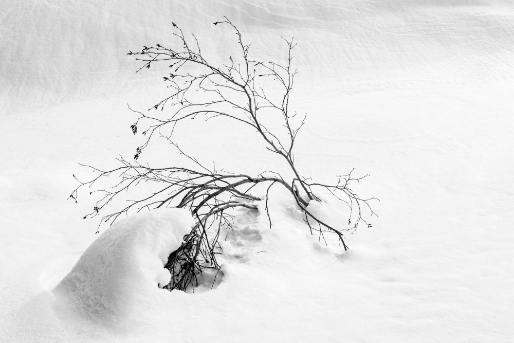 black,and,white, photography, natures, struggle, winter
