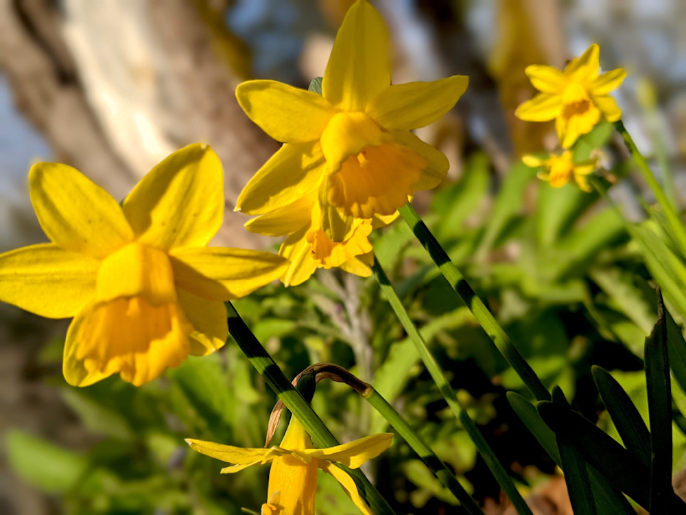 Daffodils Beauty Photography Art | InYourBackyard