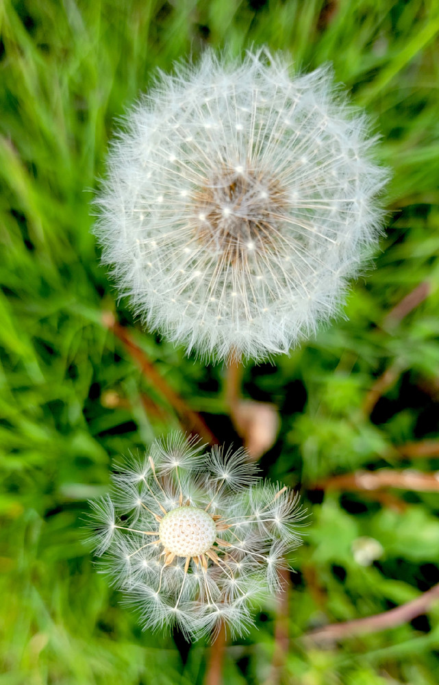 Dandelion Wishes Photography Art | InYourBackyard