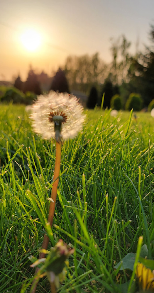 Day Dream Wishes Photography Art | InYourBackyard