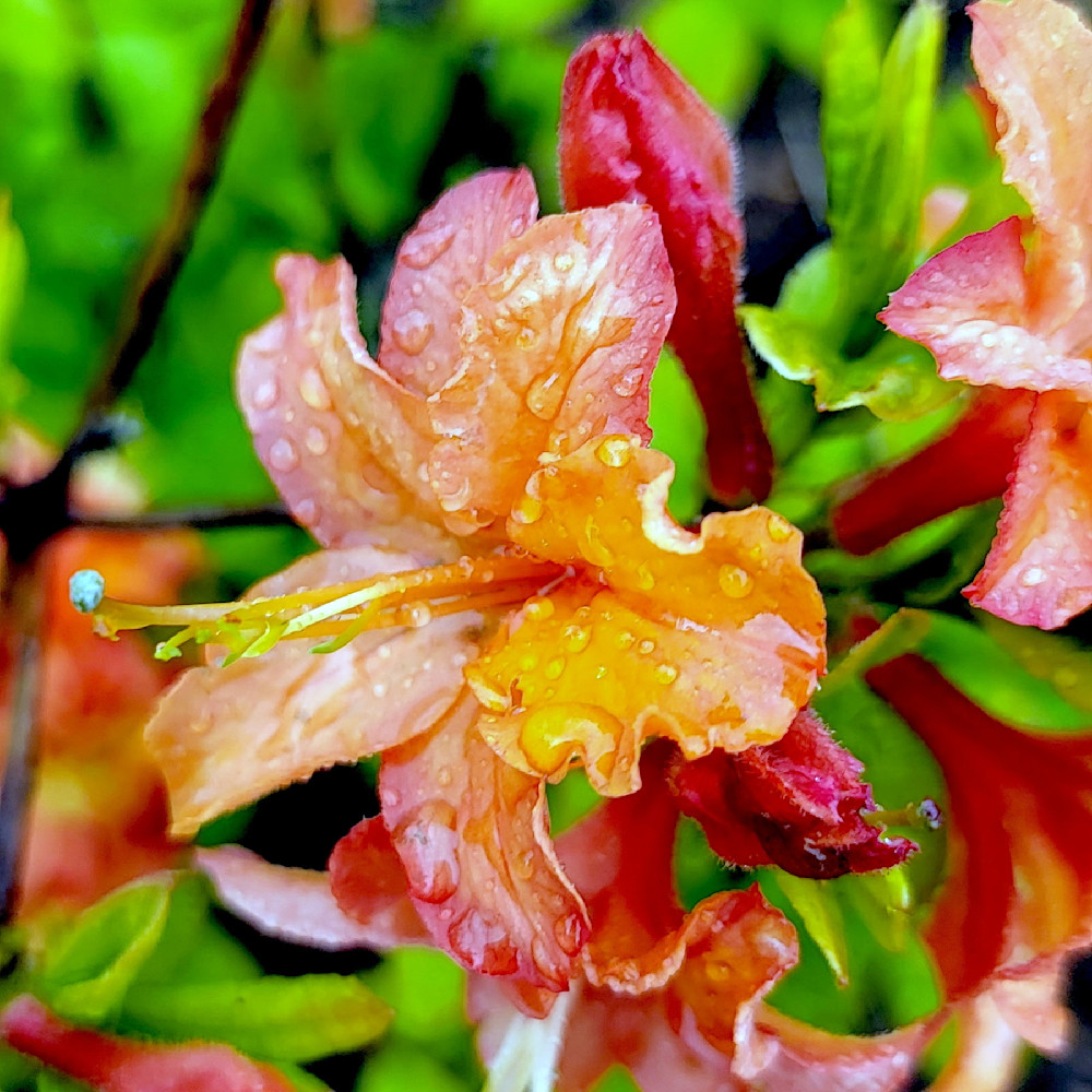 Dewy Azalea Photography Art | InYourBackyard