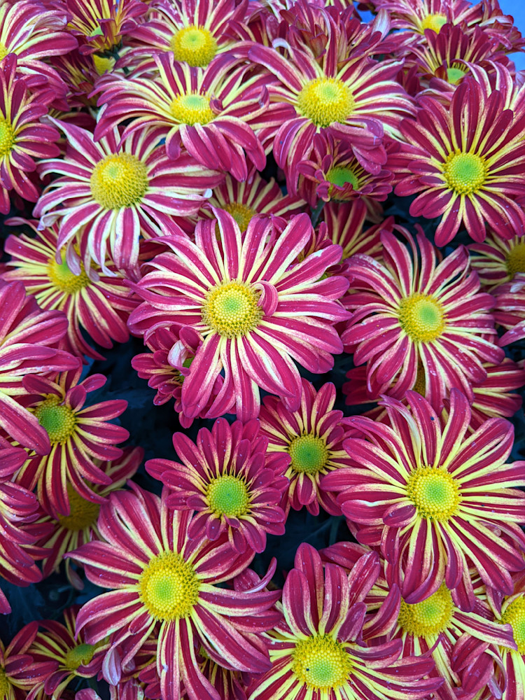 Chrysanthemum Morifolium Photography Art | InYourBackyard