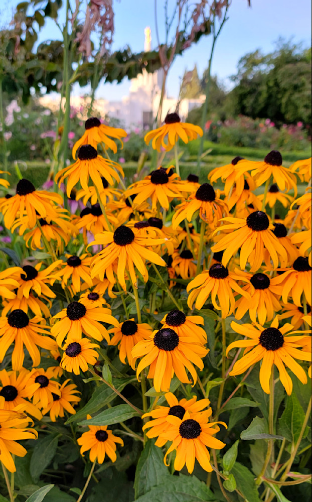 Black Eyed Susans Photography Art | InYourBackyard
