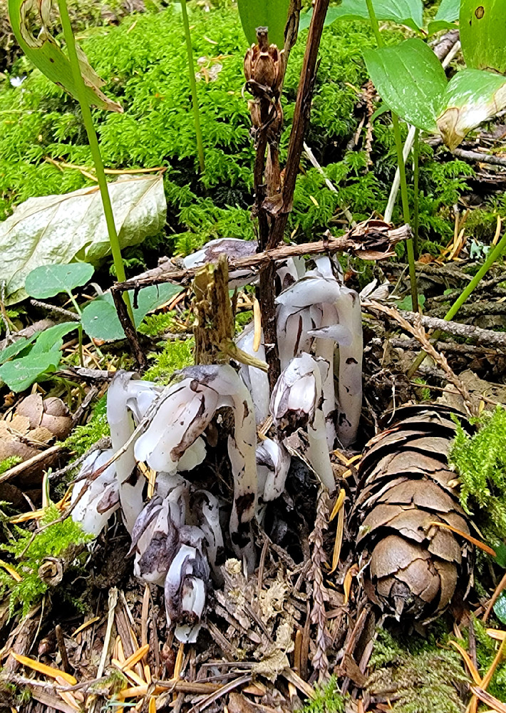 Flowering Ghost Pipe Photography Art | InYourBackyard