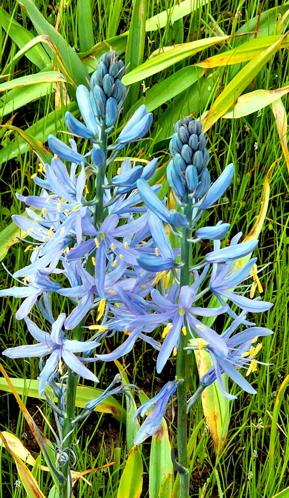 Great Camas Photography Art | InYourBackyard