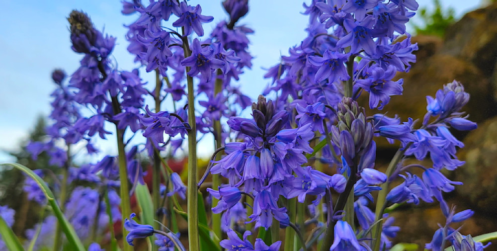 Field Of Blue Spanish Bluebells In The Wallawas Photography Art | InYourBackyard