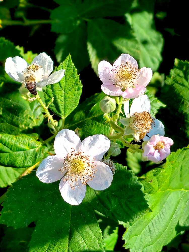 Bee Enjoying Nectar Photography Art | InYourBackyard