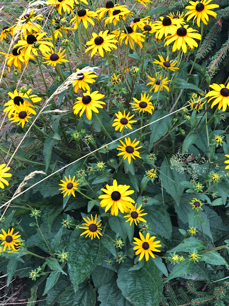 Black Eyed Susans In Grassy Knoll Photography Art | InYourBackyard
