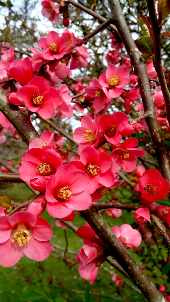 Japanese Quince Photography Art | InYourBackyard