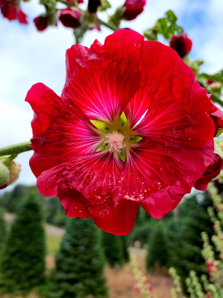 Hibiscus Flower On Tree Farm Photography Art | InYourBackyard