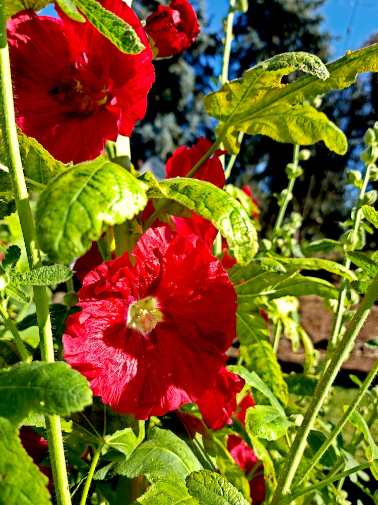 Hibiscus Photography Art | InYourBackyard