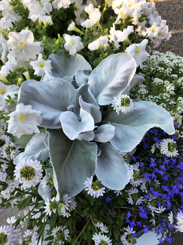 Hosta Boquet Photography Art | InYourBackyard