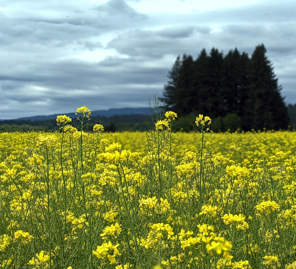Rapeseed Landscape On Stormy Day Photography Art | InYourBackyard