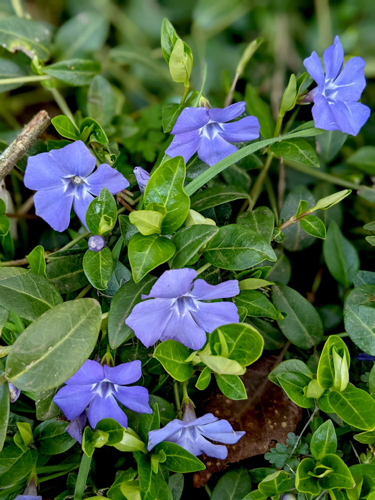 Periwinkle Photography Art | InYourBackyard