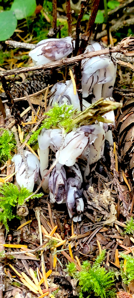 Rare Ghost Pipe Flowering Photography Art | InYourBackyard
