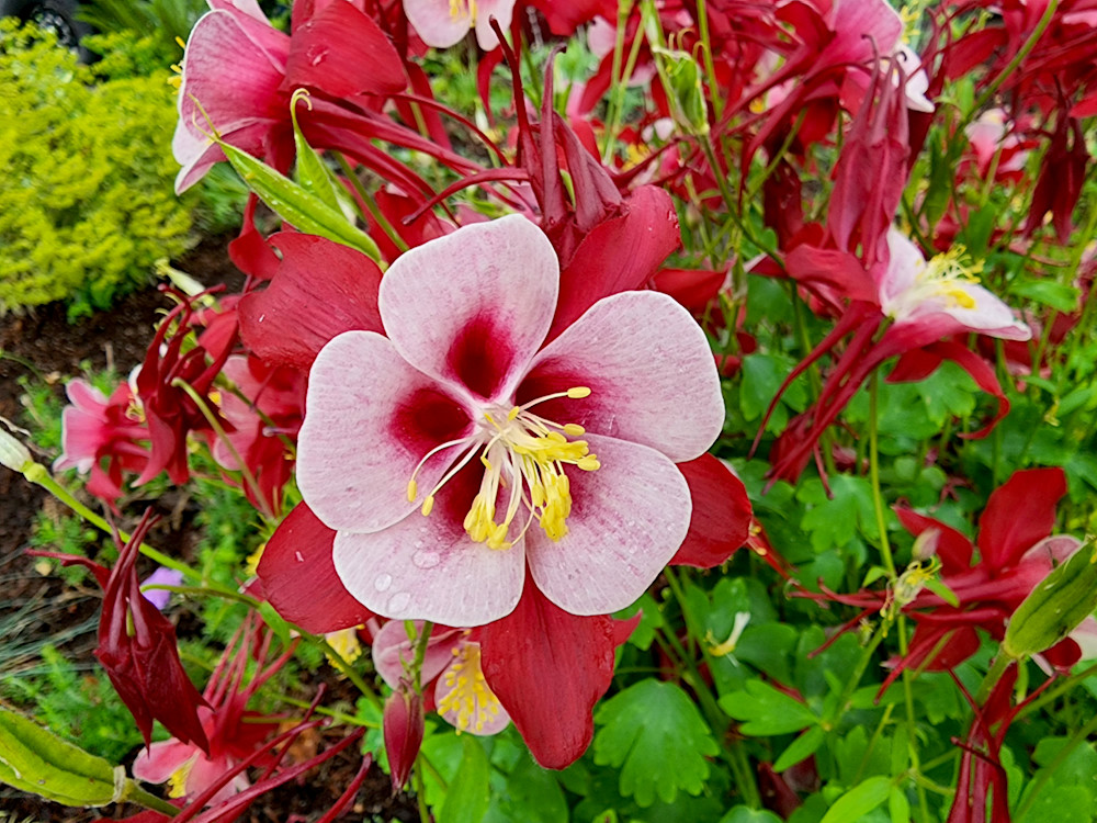 Red Columbine Flowers Up Close Photography Art | InYourBackyard