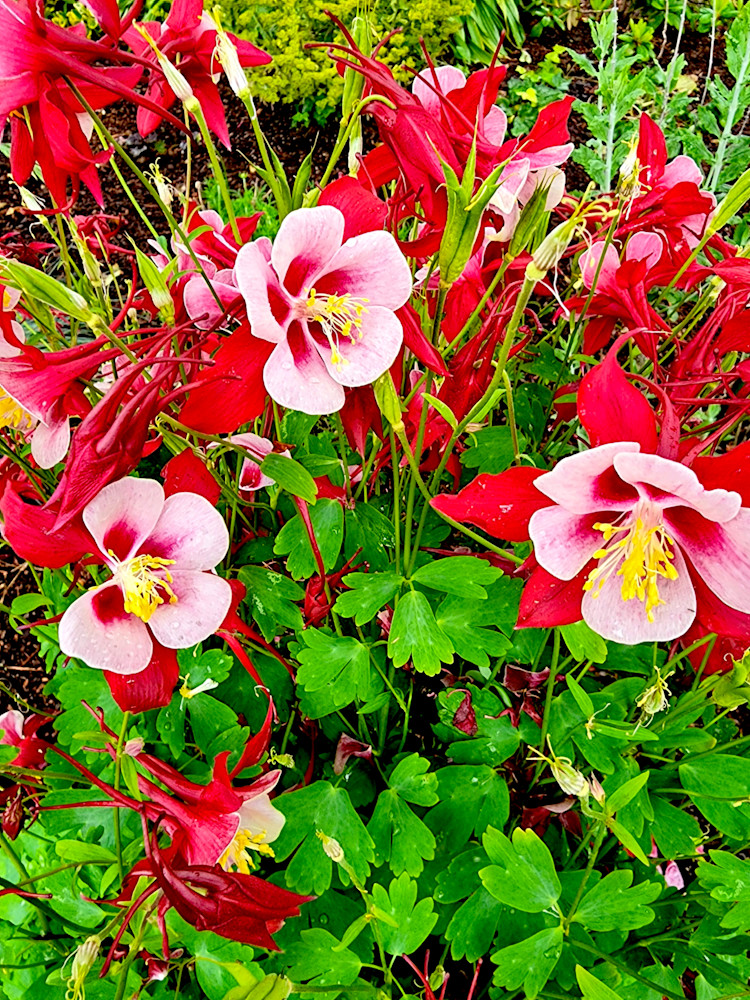 Red Columbine Flowers Photography Art | InYourBackyard