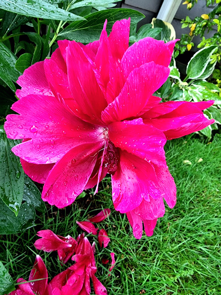 Pink Peoni Photography Art | InYourBackyard