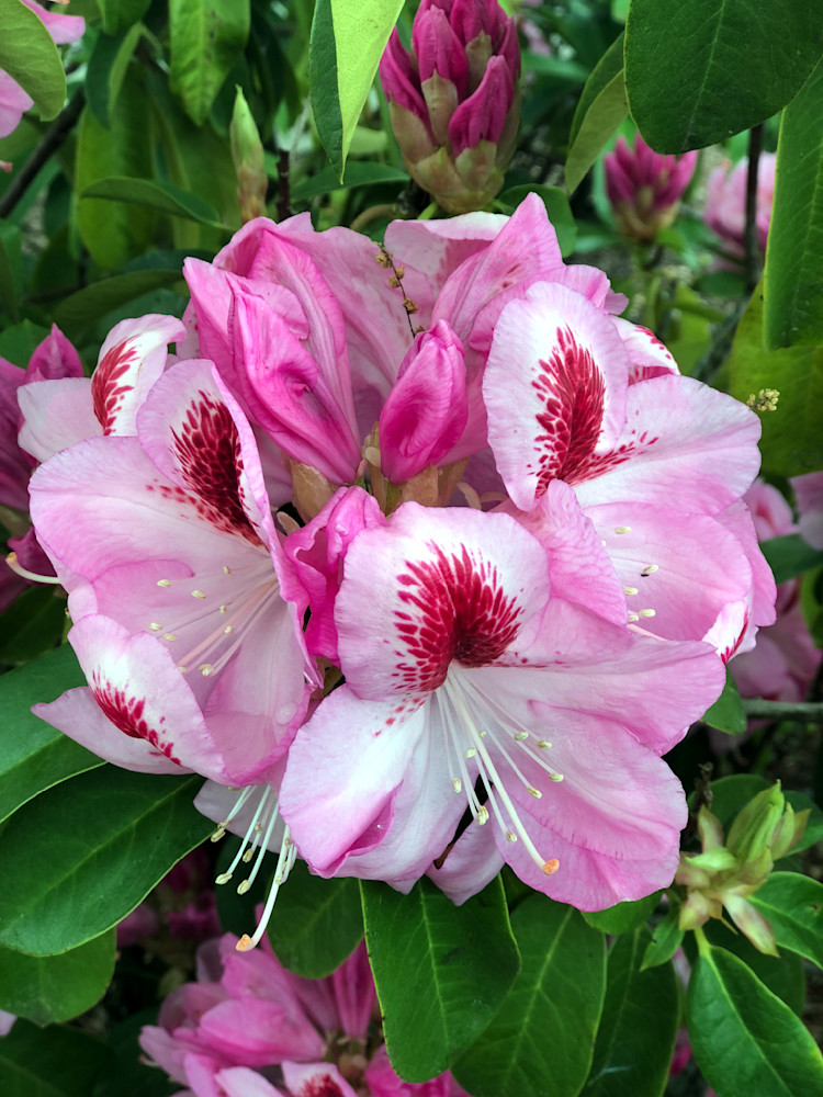 Rhododendron Photography Art | InYourBackyard