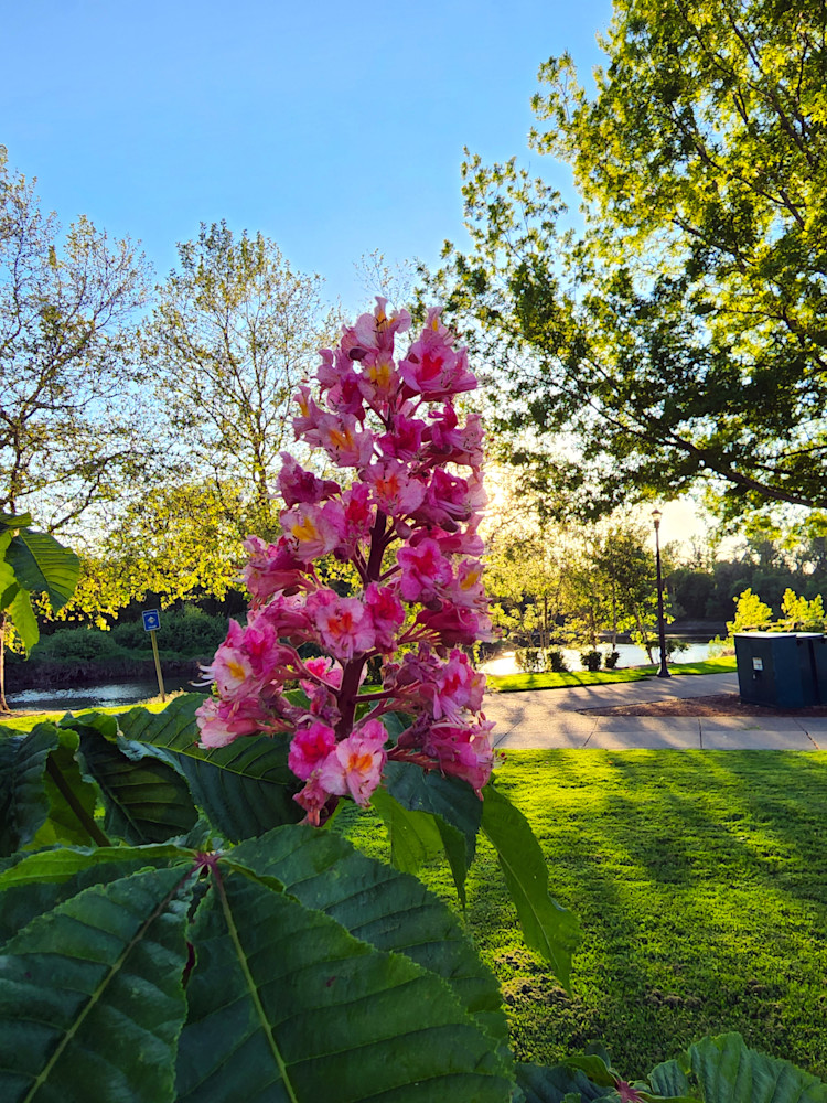 Pink Flowered Red Horse Chestnut Tree Photography Art | InYourBackyard