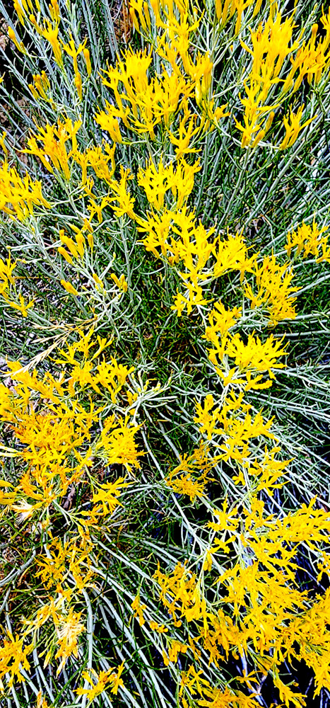 Grey Rubber Rabitbrush Strands Photography Art | InYourBackyard