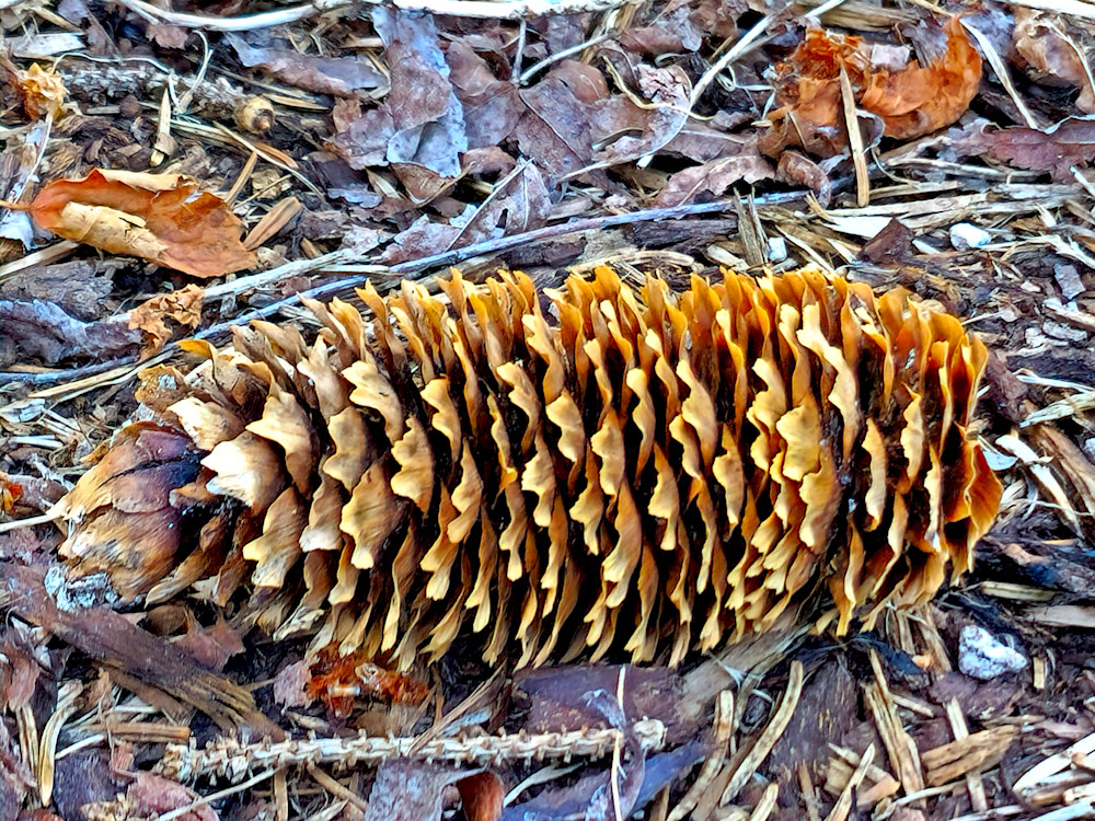 Ponderosa Pine Cone Photography Art | InYourBackyard