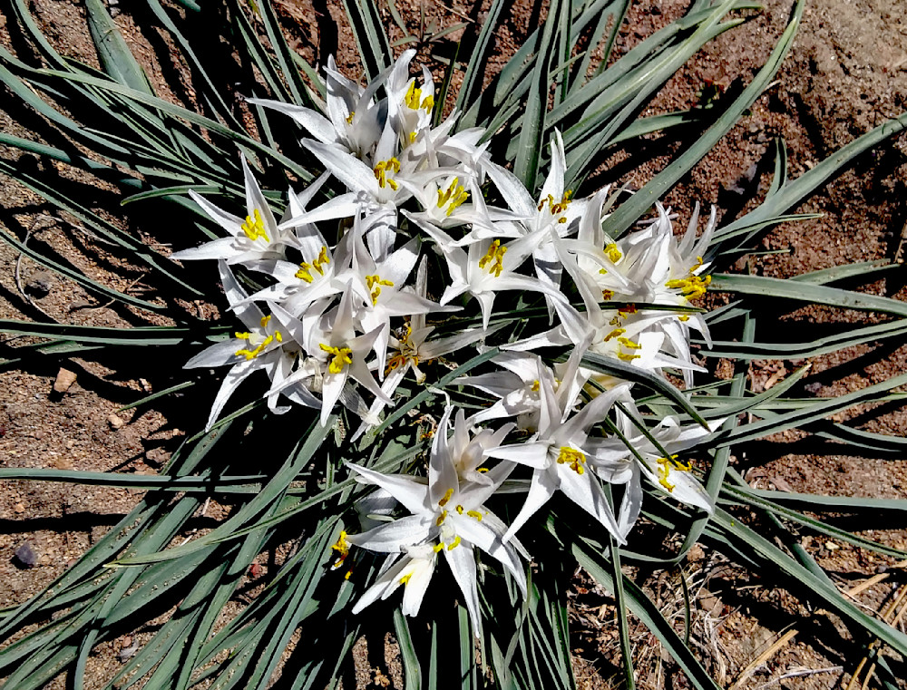 Star Lily Photography Art | InYourBackyard