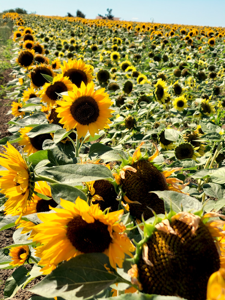 Sun Flower Farm   Silverton Or Photography Art | InYourBackyard