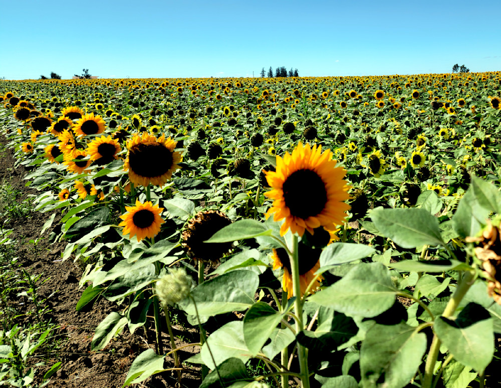 Sunflower Fields Of Silverton Photography Art | InYourBackyard