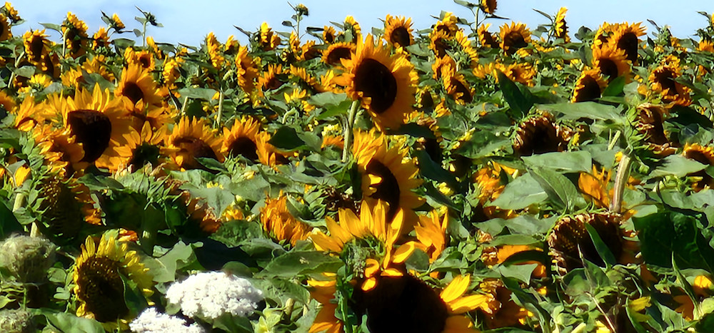 Sunflower Sunshine Photography Art | InYourBackyard