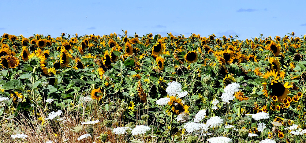 Sunflowers Galore Photography Art | InYourBackyard