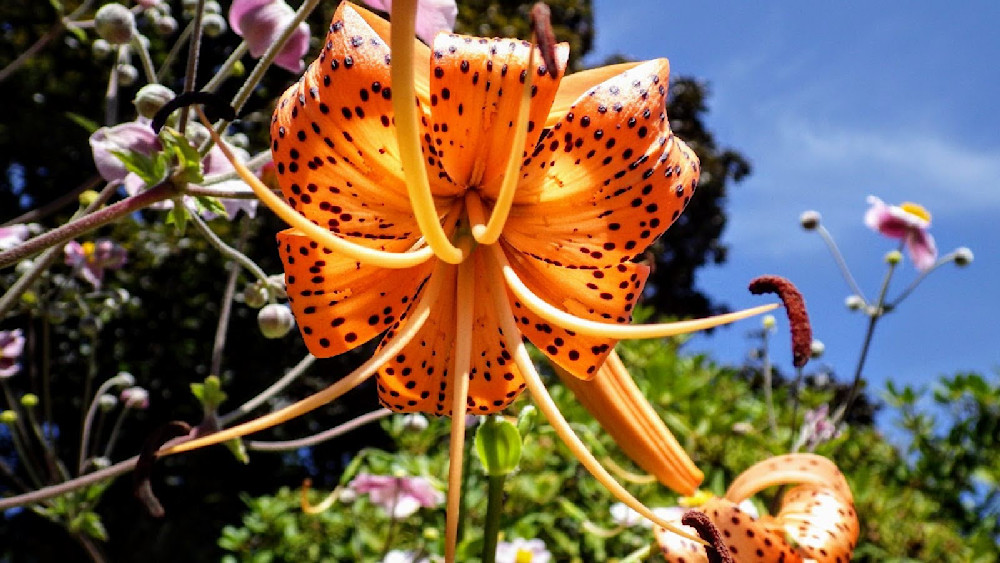 Tiger Lily Beauty Photography Art | InYourBackyard