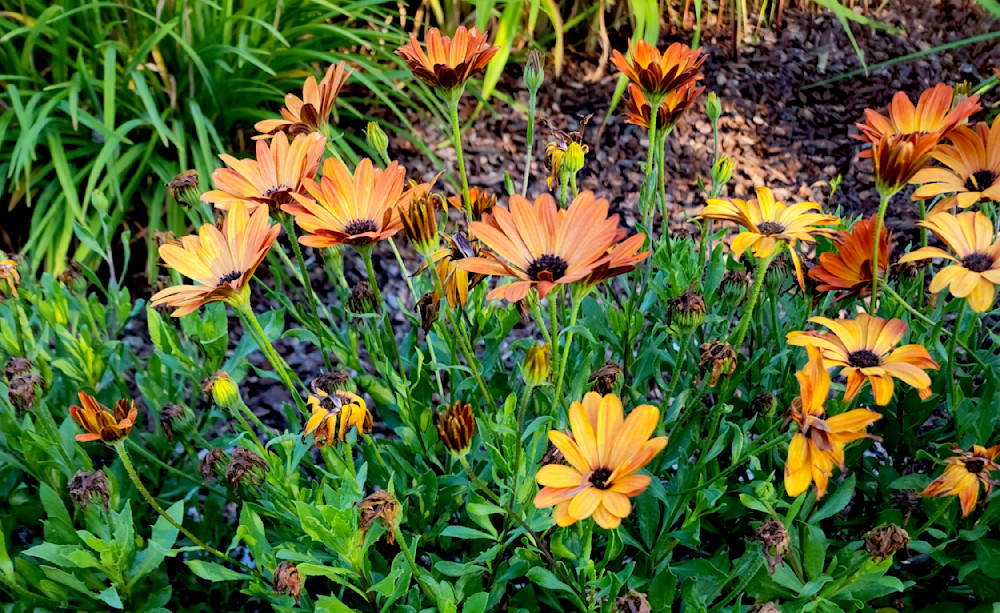 The Beauty Of Spring Photography Art | InYourBackyard