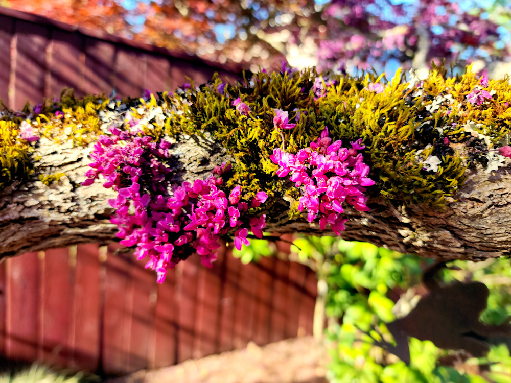 Tree Moss   Flowers  Tree Limb Photography Art | InYourBackyard