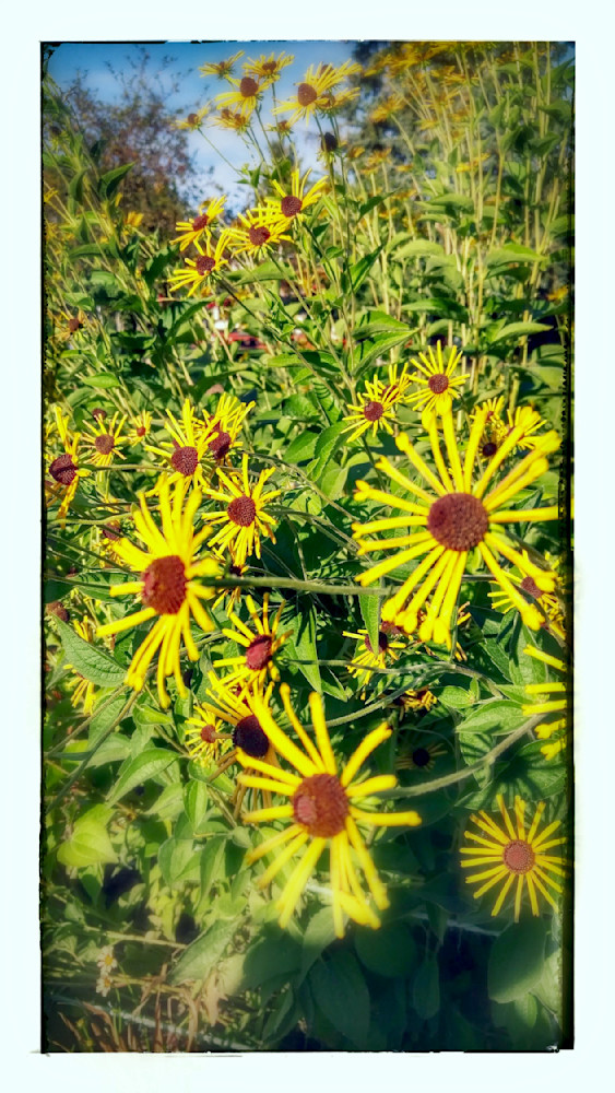 Yellow Coneflowers Photography Art | InYourBackyard