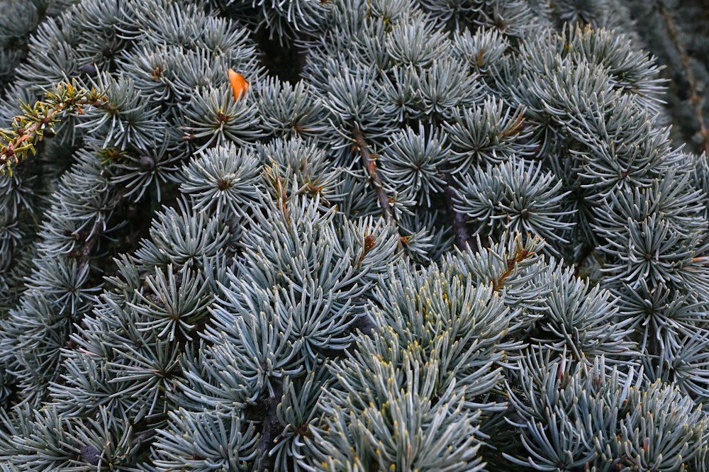 Silver Needles In Stillness Art | McClean Photography