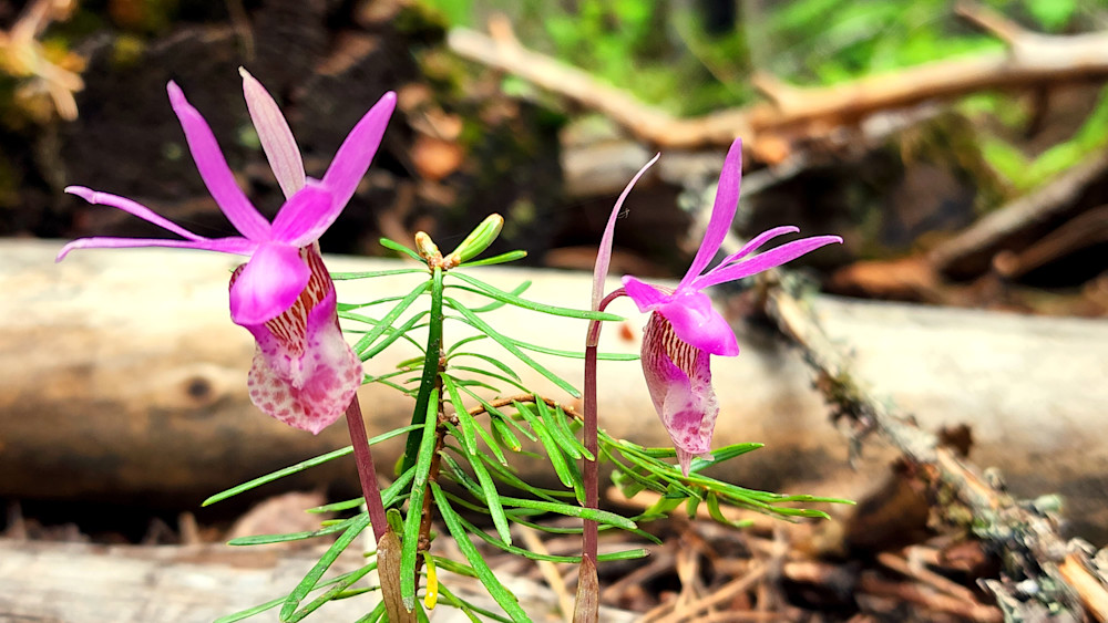 Calypso Orchid Chillin With Baby Pine Photography Art | InYourBackyard