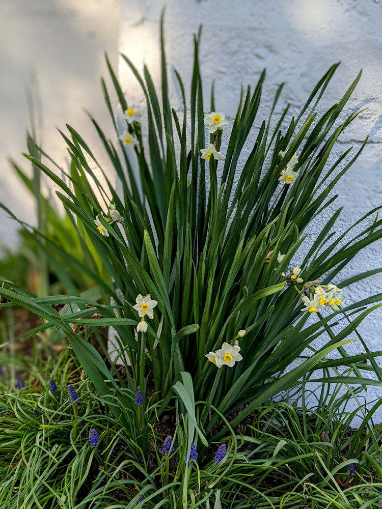 Paperwhite Daffodils Photography Art | InYourBackyard