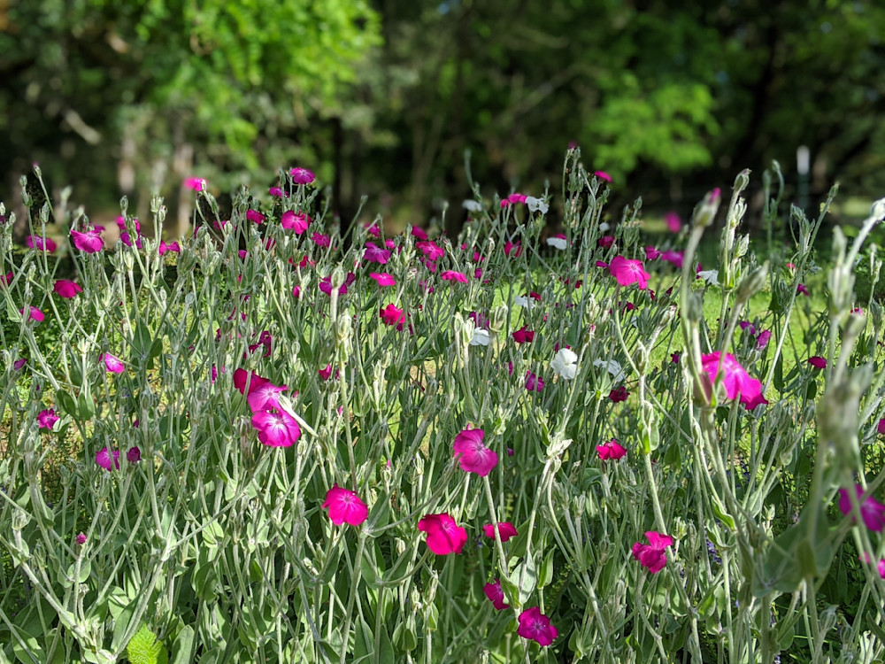 Rose Campion Photography Art | InYourBackyard