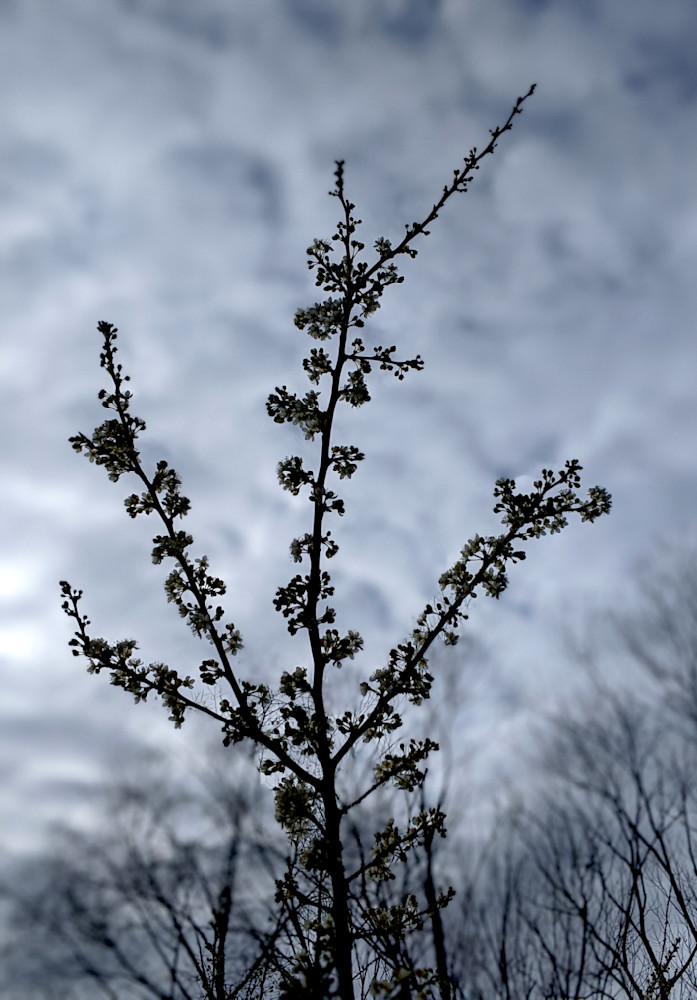 Sillouette Blossoming Tree Early Spring Photography Art | InYourBackyard