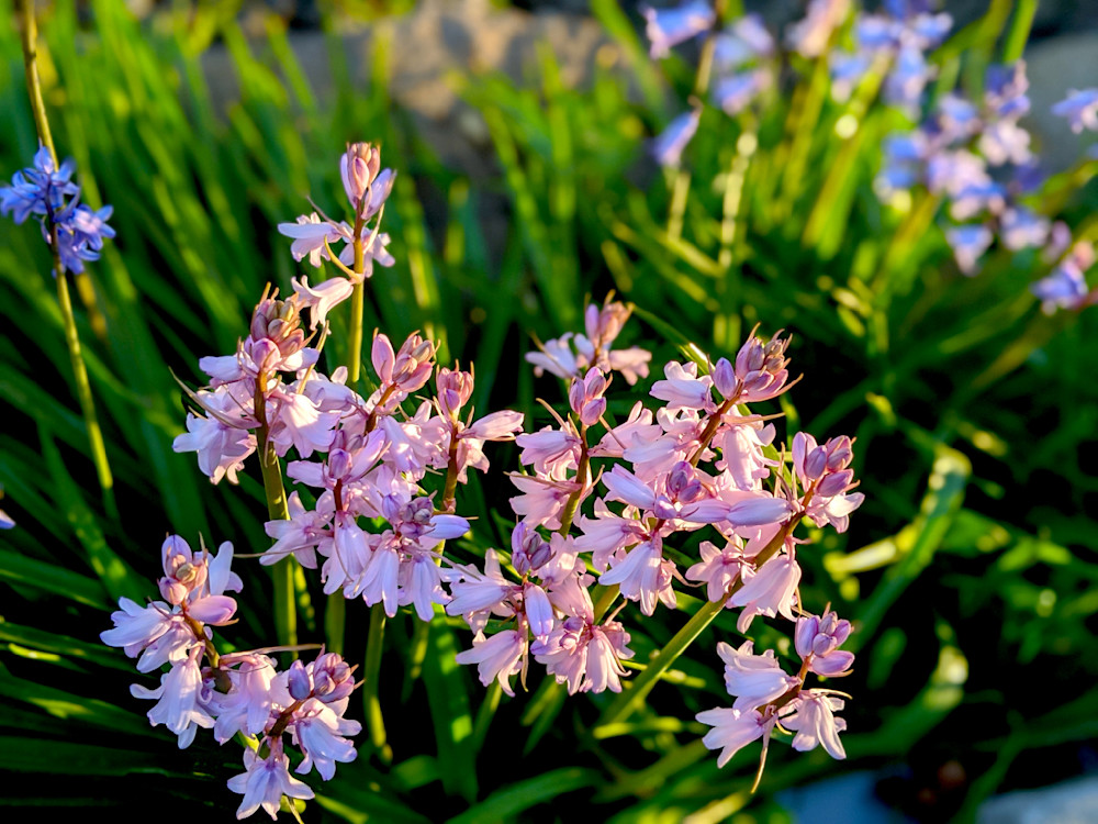 Spanish Bluebells Photography Art | InYourBackyard