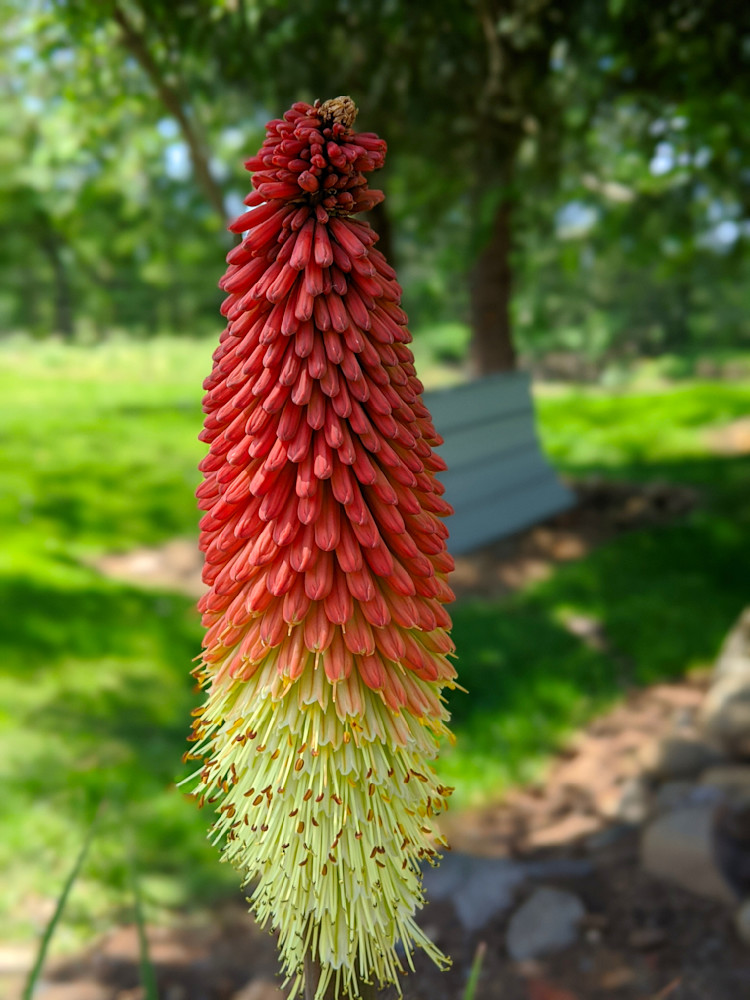 Busshel Of Paperwhite Daffodils Photography Art | InYourBackyard