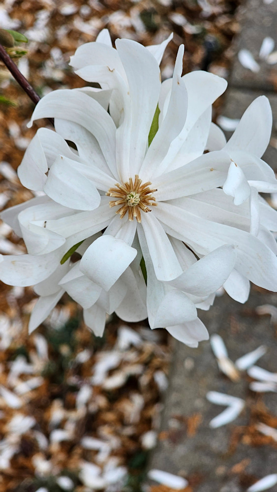 Star Magnolia Photography Art | InYourBackyard