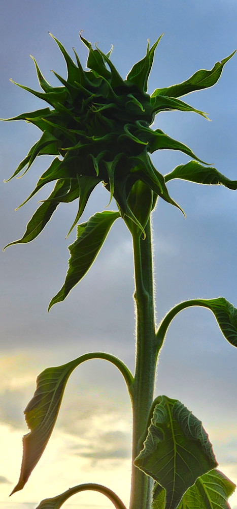 Sunflower Bud Photography Art | InYourBackyard